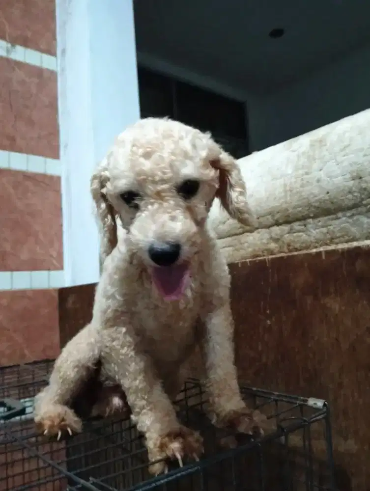 Jual poodle jantan