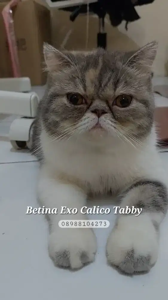 BETINA PEAKNOSE EXO SHORT HAIR PROVEN