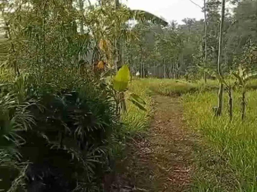 Lokasi PP2 Jona kuning Buat kaplingan Villa di Cigombong Surat SHM
