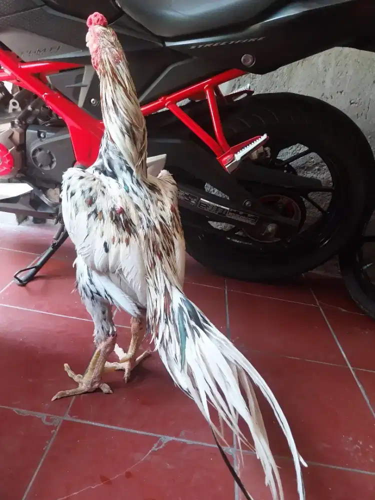 Ayam ekorlidi blorok