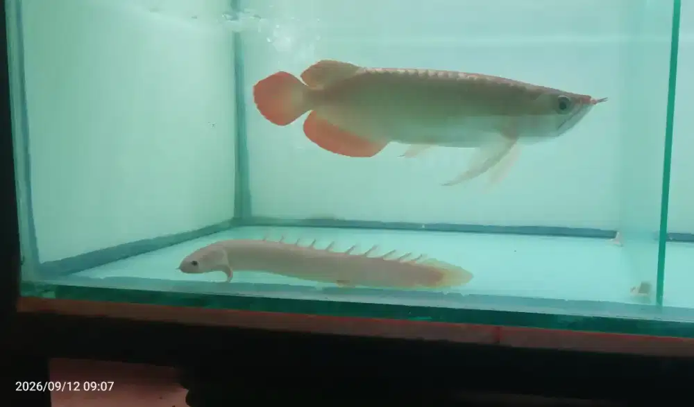Arwana Super Red 33cm