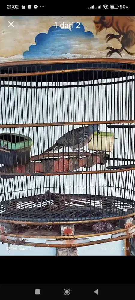 Burung perkutut manggung gacor rawatan 5 tahunan