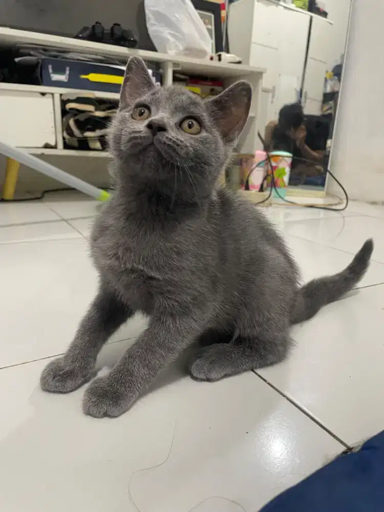 Kitten betina bsh pure