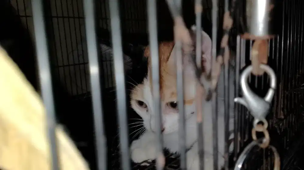 Anak kucing kitten