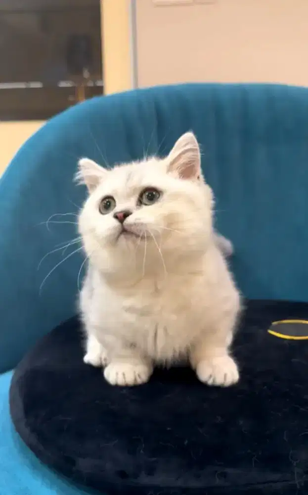 Munchkin bsh silver