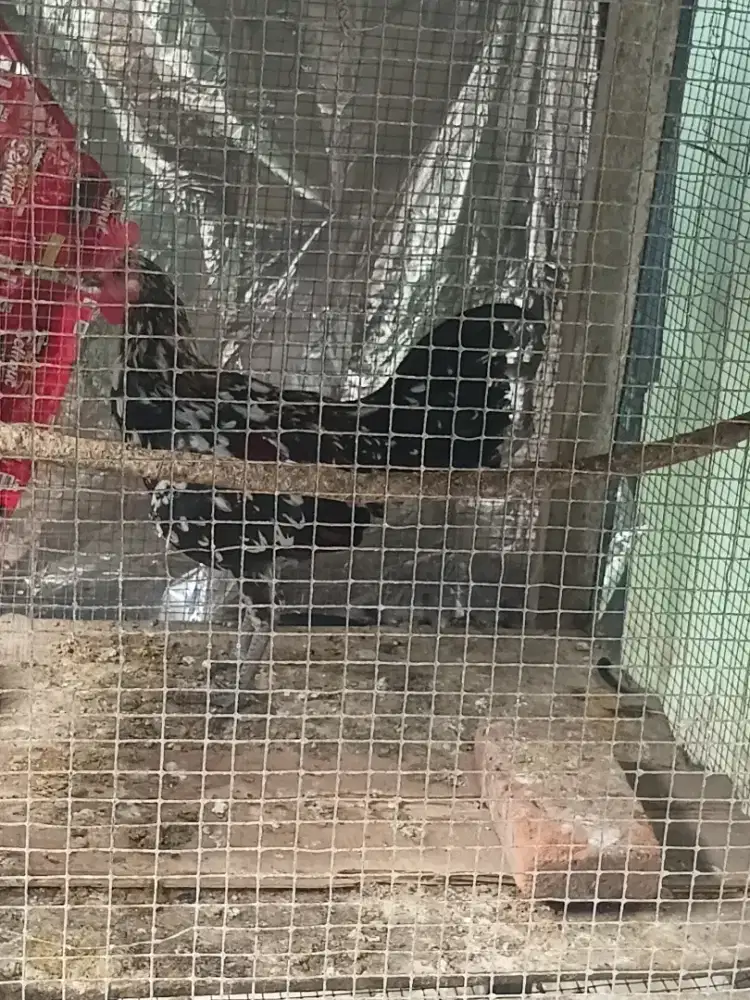 Ayam ketawa rajin bunyi