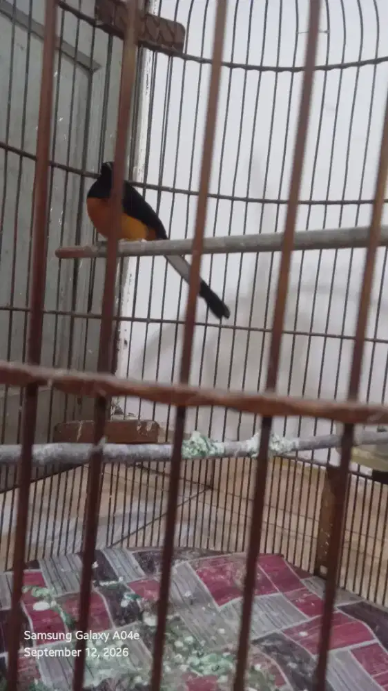 Burung murai batu bahorok