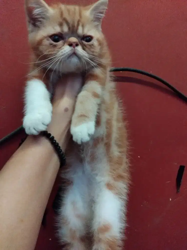 Kiten exotik usia 3 bln...jantan