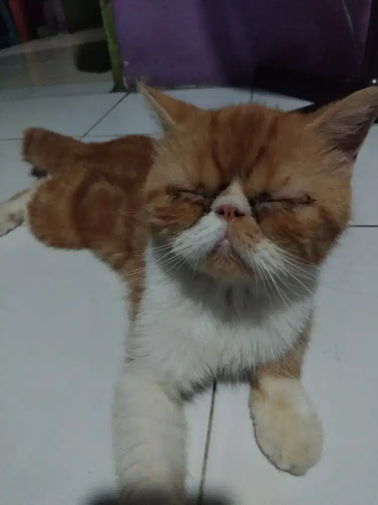 Indukan betina exotik