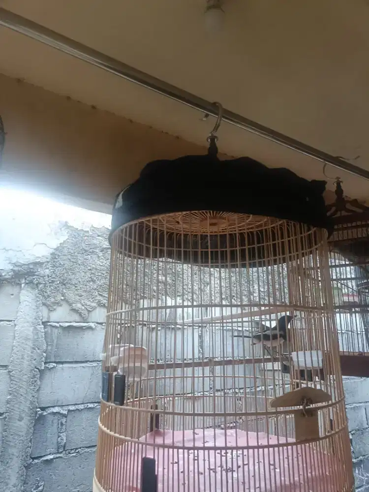 Burung Kacer rawatan rumahan