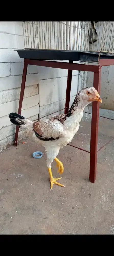 Di jual ayam shamo cewean