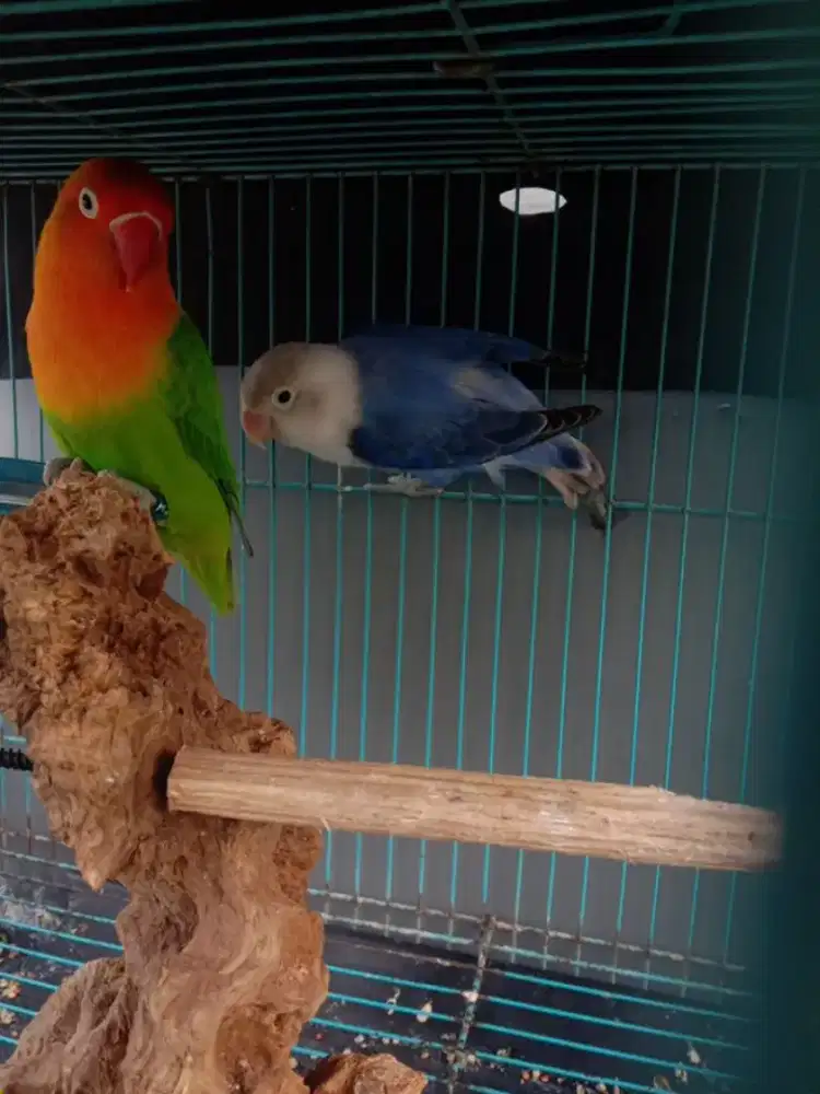 Lovebird Biola green dan biru, burung sehat , ngekek lumayan, brisik