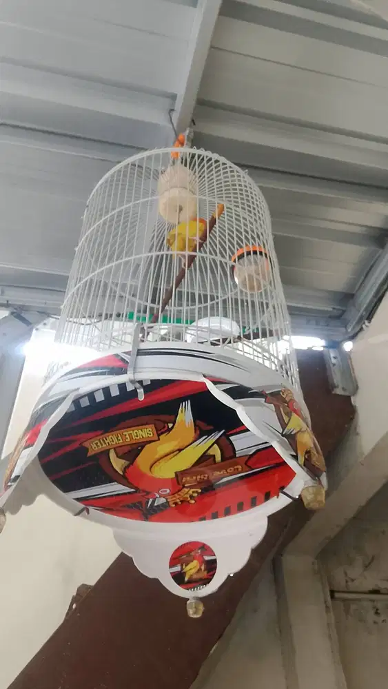 Lovebird lutino mata merah