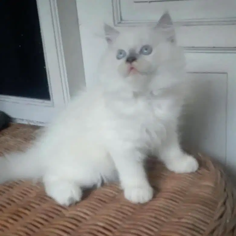 Kitten Persia Medium Jantan