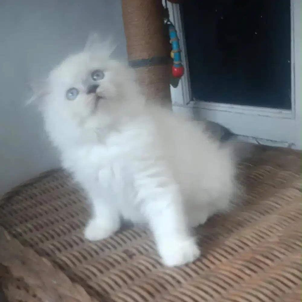 Anakan Kucing Persia Jantan