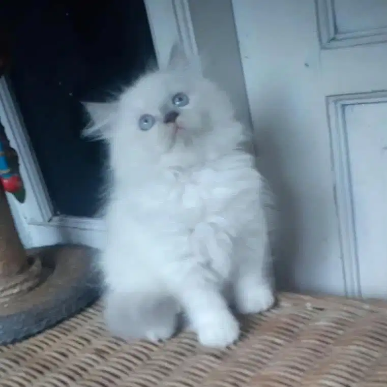 Kucing Persia Medium Jantan
