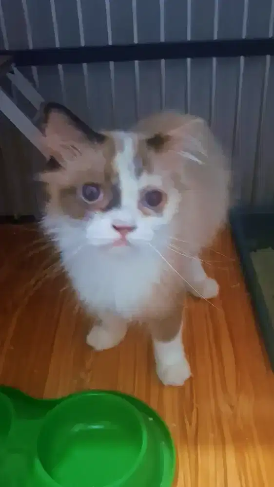 Kucing ragdoll proven 1x