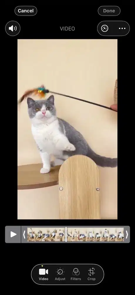Kucing BSH Bicolor