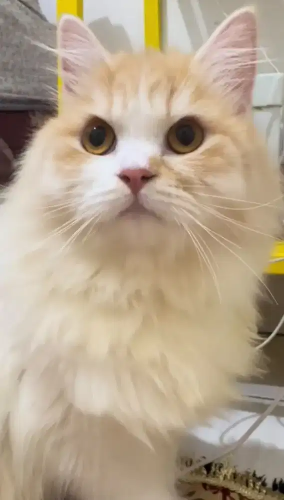 Pacak Kucing Mix Ragdoll