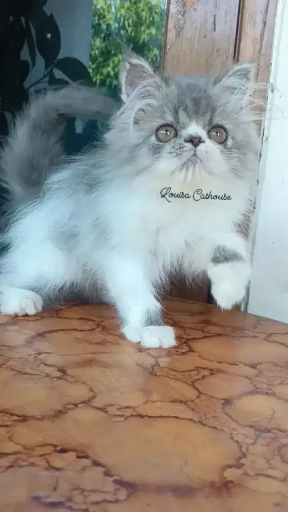 kucing Persia peaknose