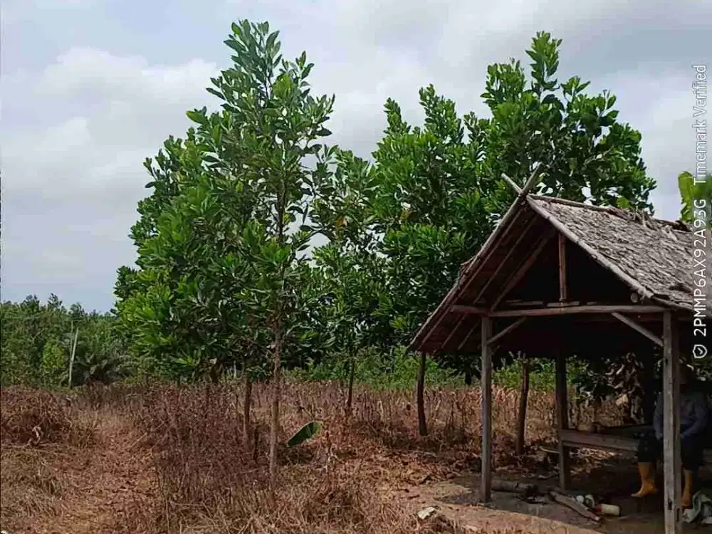 jual tanah kebun rp25ribu/m2 rata keras di Lebak Munjul,pandeglang,Banten