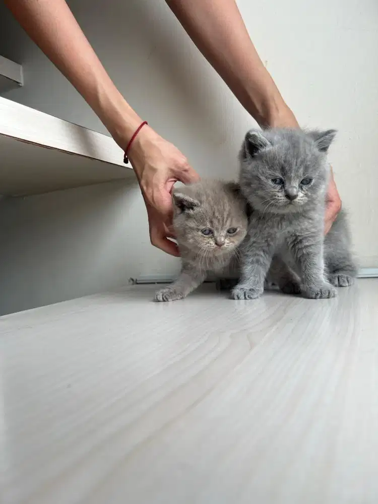 kitten BSH usia 2 bulan