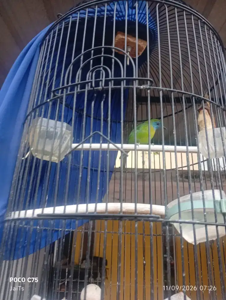Burung kinoi beti