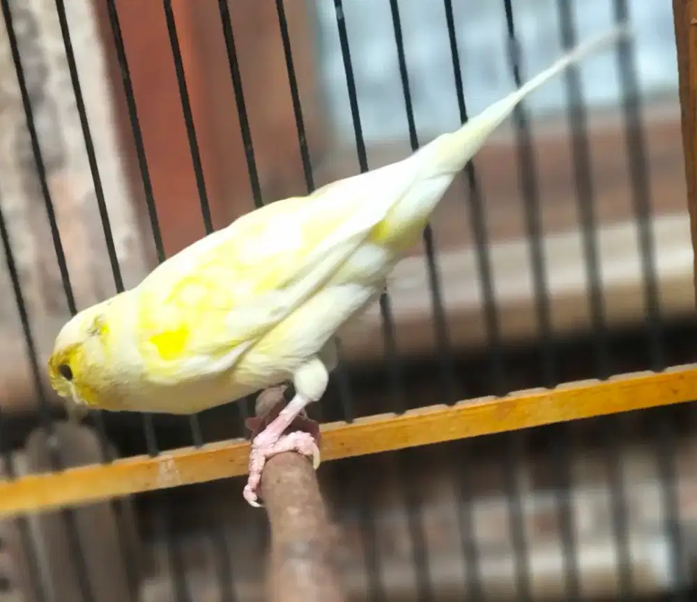 Burung kenari afs betina siap warna stabilo fros