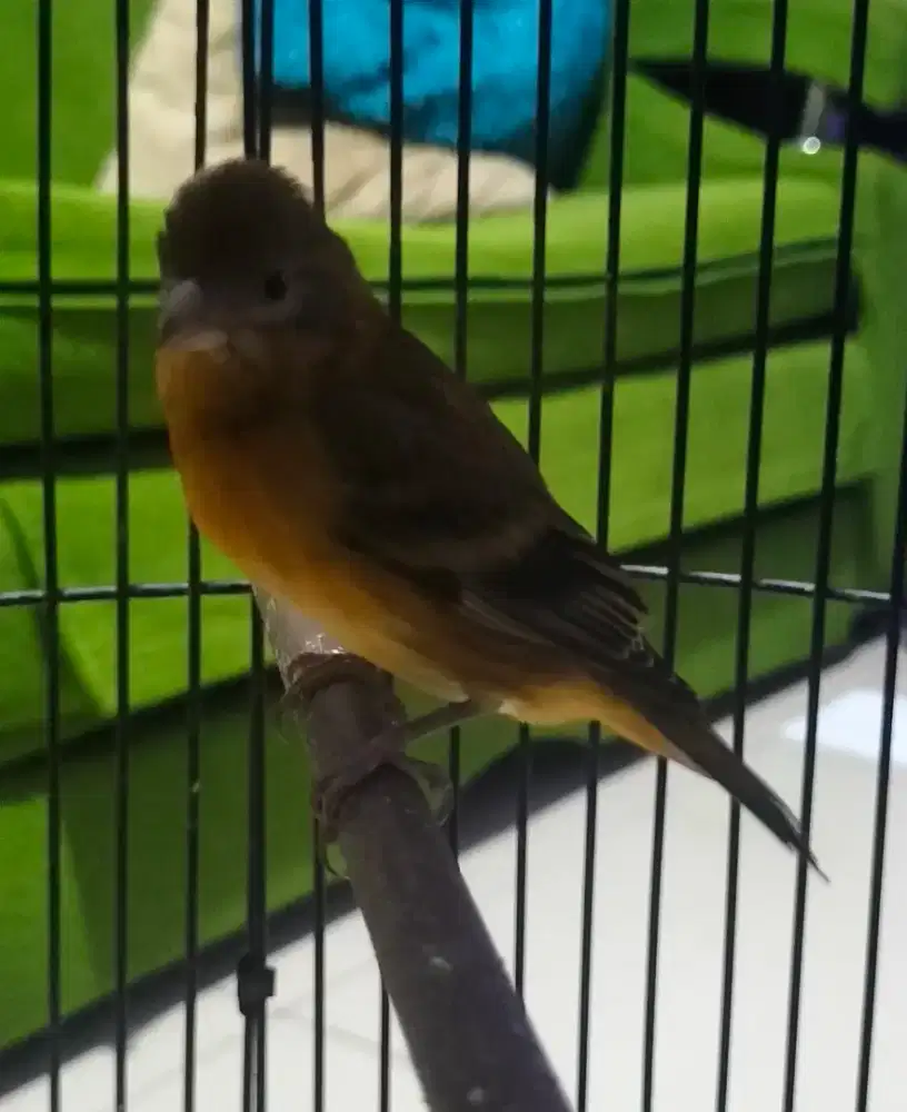 Burung mule anak jantan silangan siskin x kenari