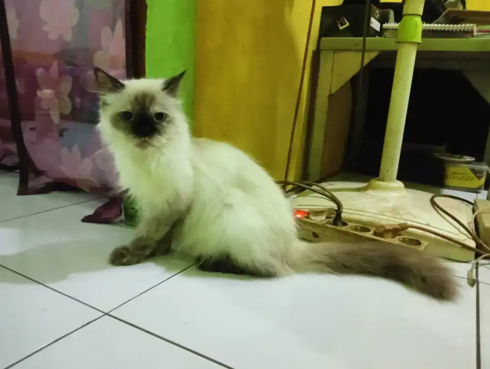 Kucing betina himalaya