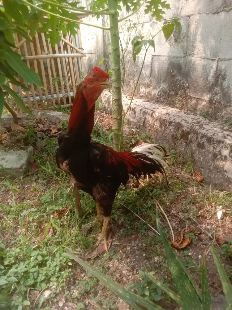Ayam Bangkok 190 Depok