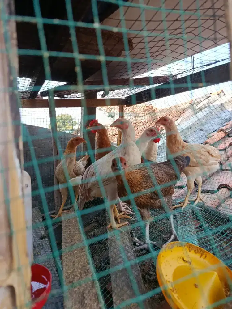 Ayam kampung elba usia 4,5 bulan
