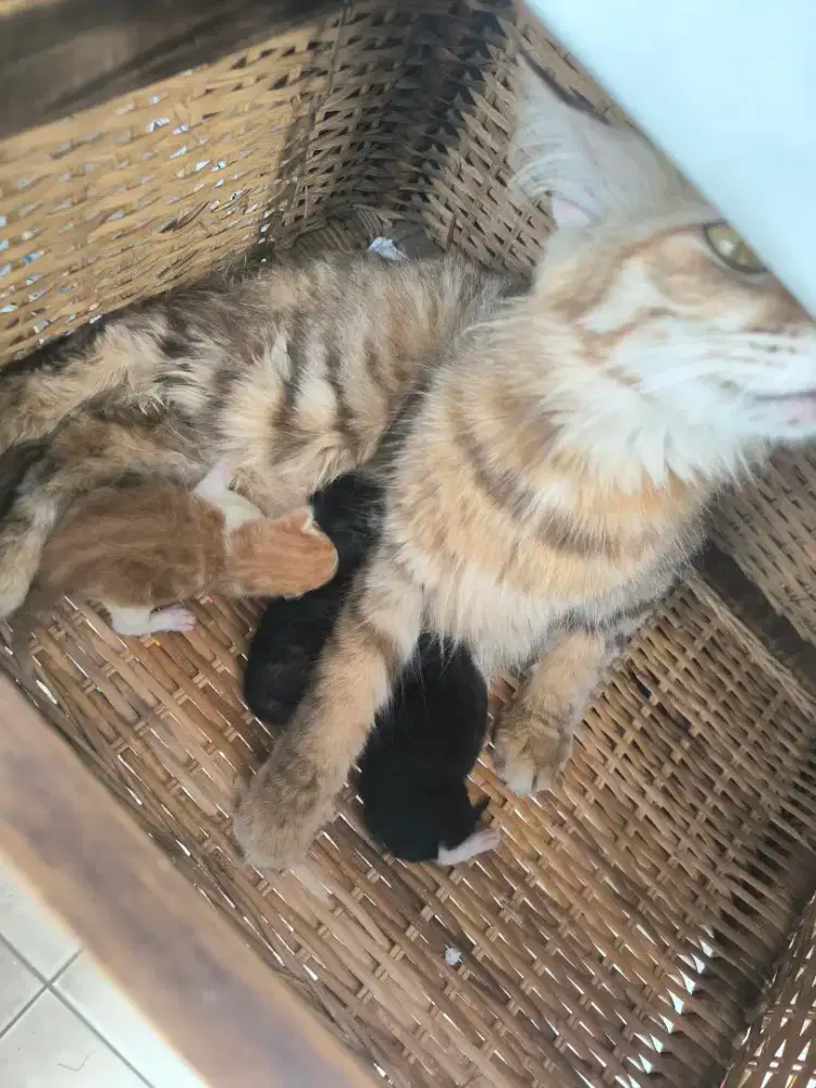 Adopsi Kucing dan 3 Ekor Bayinya