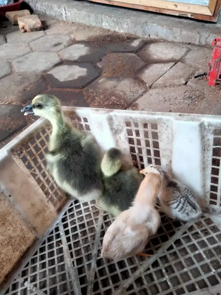 Anak angsa blengur