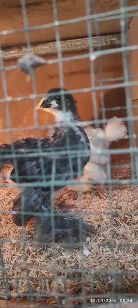 Anakan ayam Brahma