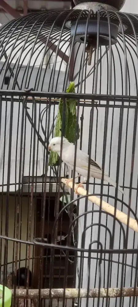 Kenari lover seri panda