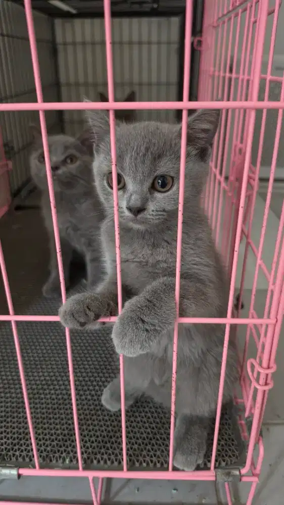 Kitten BSH Blue light