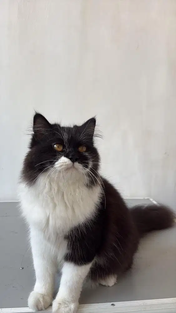 BETI A5 KITTEN AKTIF LINCAH
