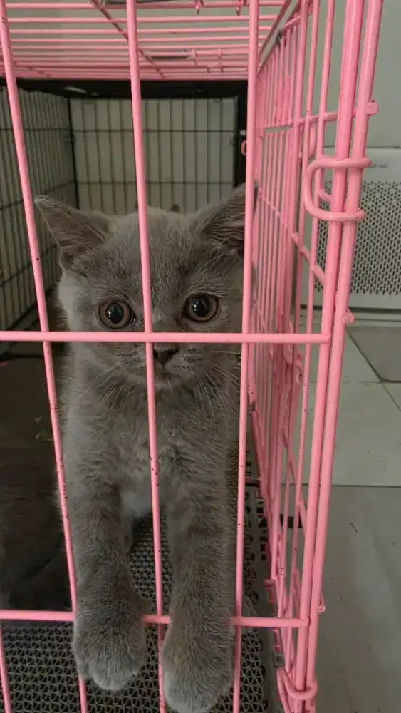 Kitten BSH Blue Light