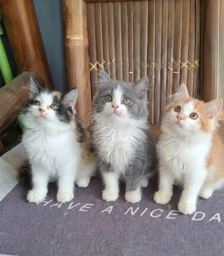 kitten persia /kucing persia  jantan/ kucing persia  betina