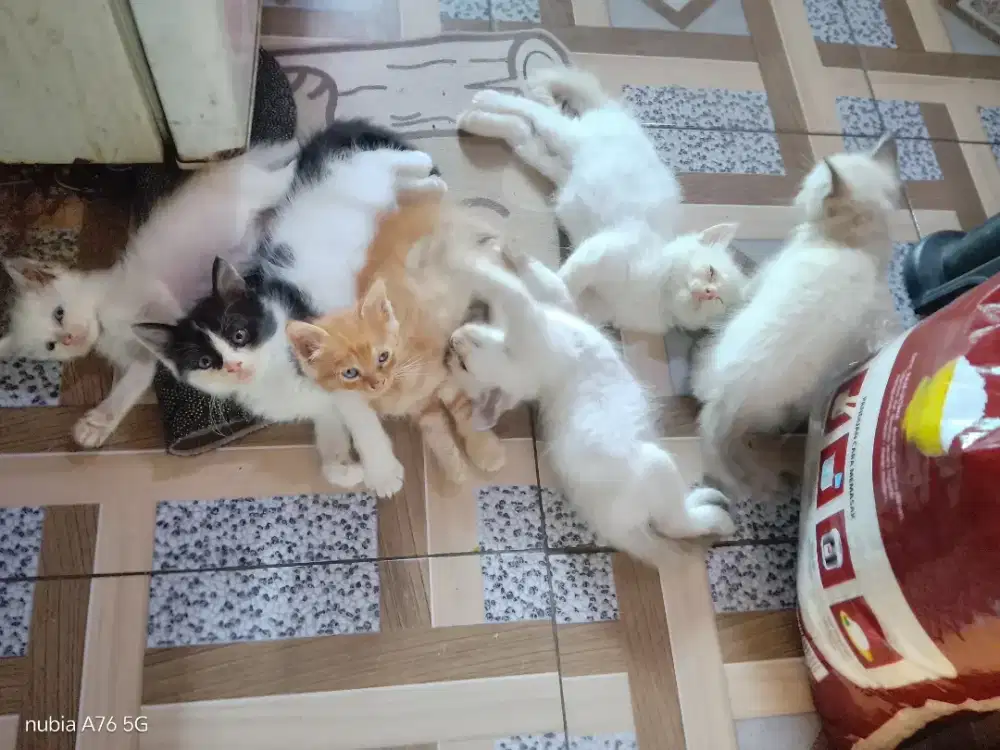 Open adopt kitten persia