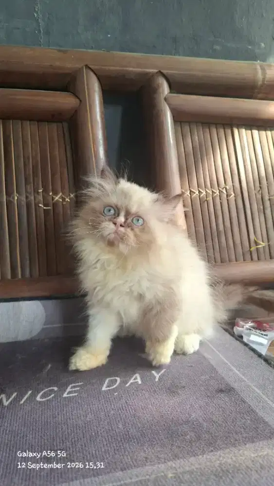 Kucing ragdol/kitten ragdol jantan/kucing ragdol  betina