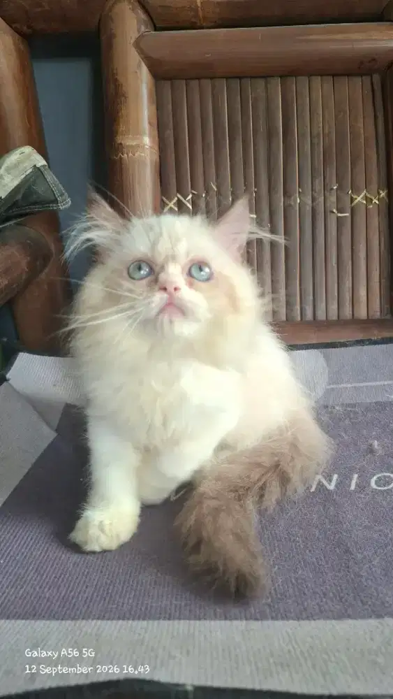 Anak kucing ragdol/kitten ragdol betina /kucing ragdol betina