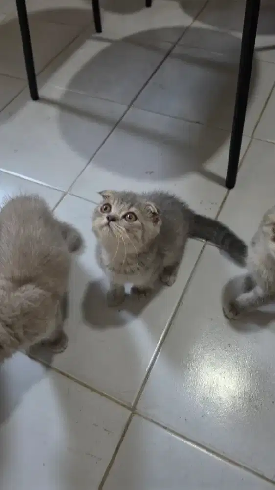 Scotish BSH triplefold