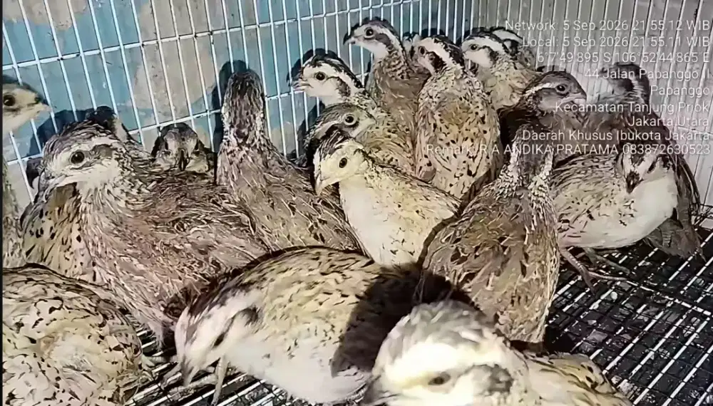 Bobwhite Nortern 
Silver 
Mexican