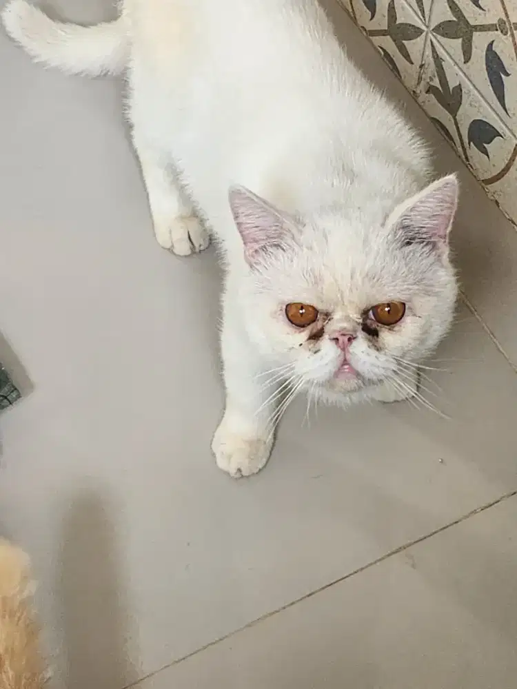 Kucing exotic putih jantan ... gembul