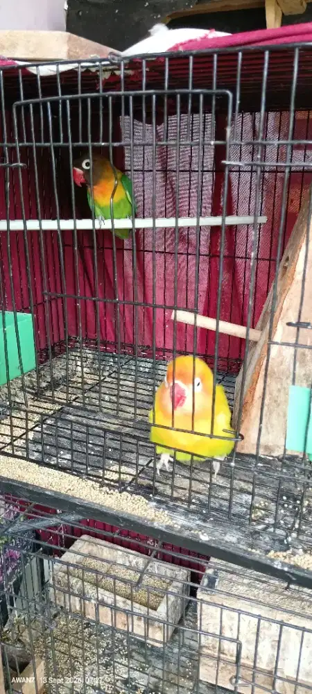 Burung lb pasangan