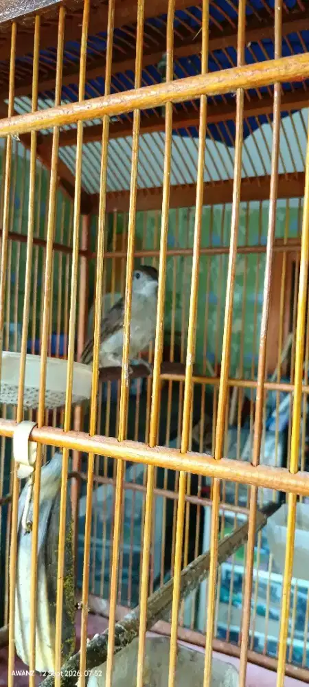 Burung katem fullset