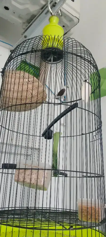 Burung emprit Jepang panda
