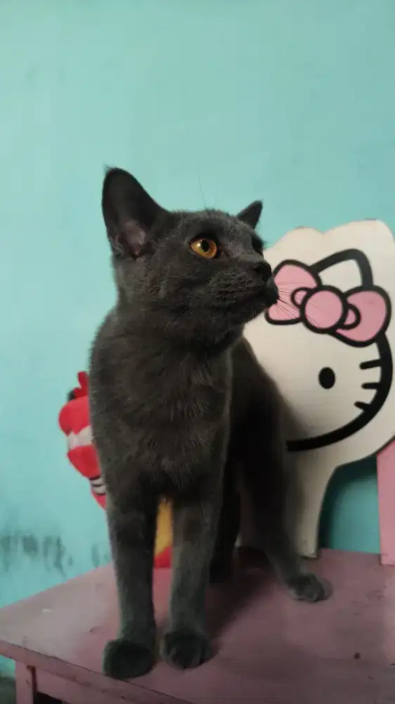 BSH / BRITISH SHORT HAIR